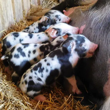 Dağ evi Almhütte ödenhübl