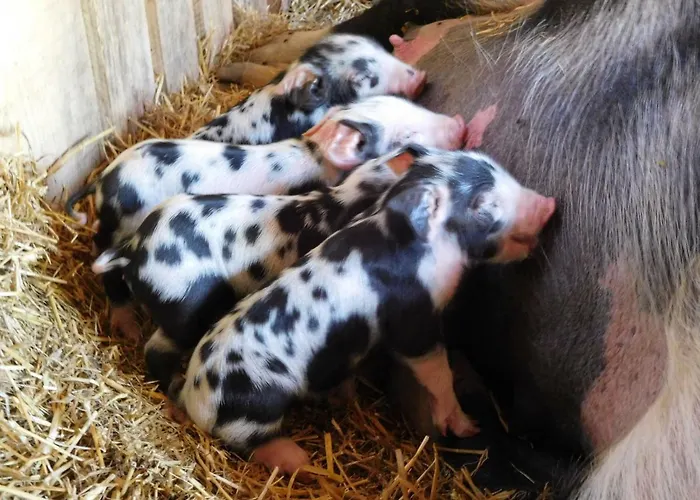 شاليه Almhuette Oedenhuebl